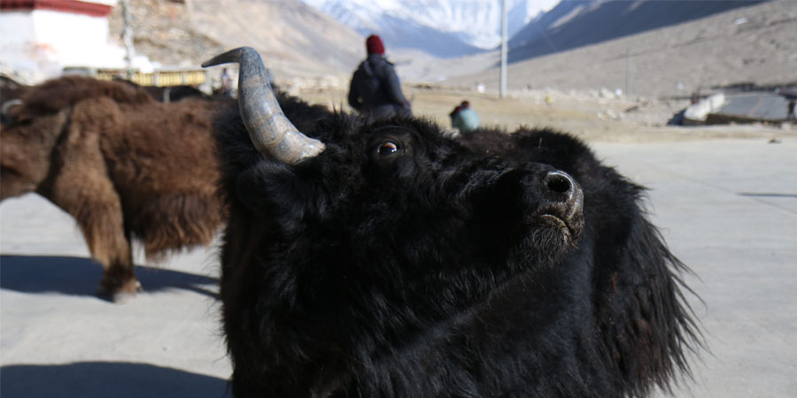 Handsome yak 